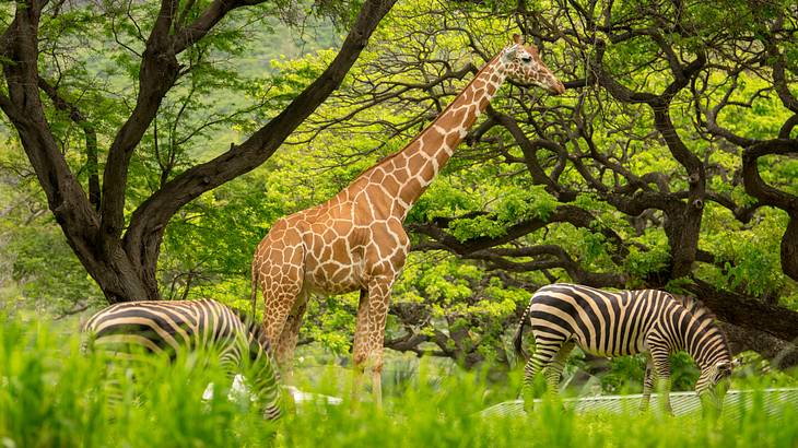 The Honolulu Zoo is one of the famous landmarks in Oahu, Hawaii