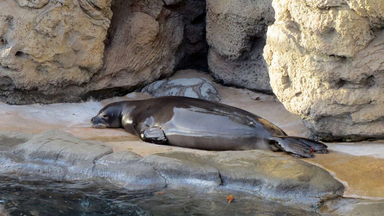 A monk seal lying down, surrounded by a water body and stone structures