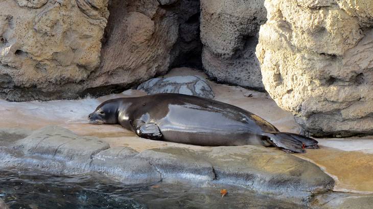 A monk seal lying down, surrounded by a water body and stone structures