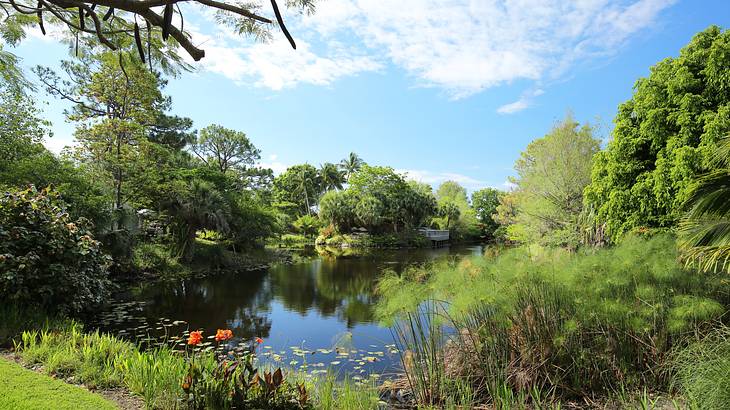 A lake in the middle of lush greenery on a sunny day