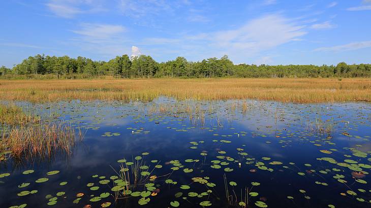 A marsh with lilies and other wetland plants under a blue sky