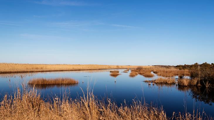 A marsh on a clear sunny day