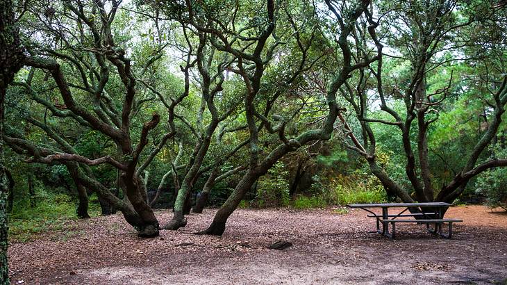 A picnic table in the middle of a forest