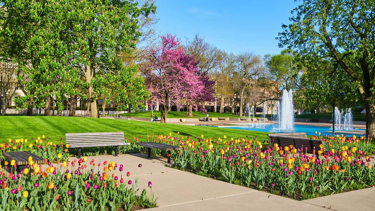 A park with colorful tulips, walking paths, benches, and a water fountain
