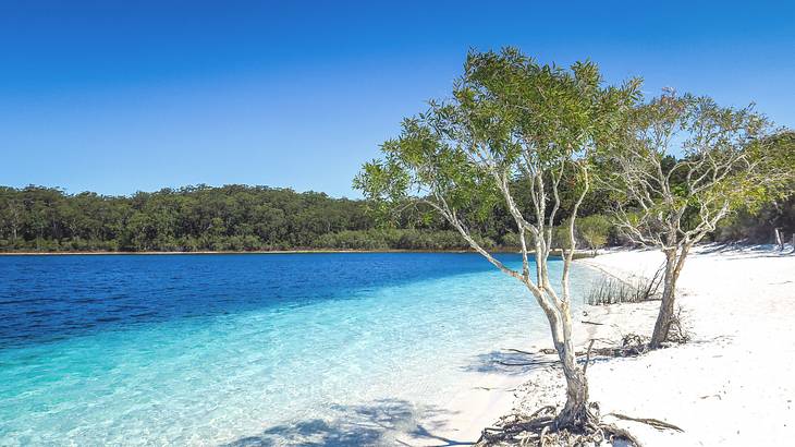Green trees on a white sand beach with clear blue water