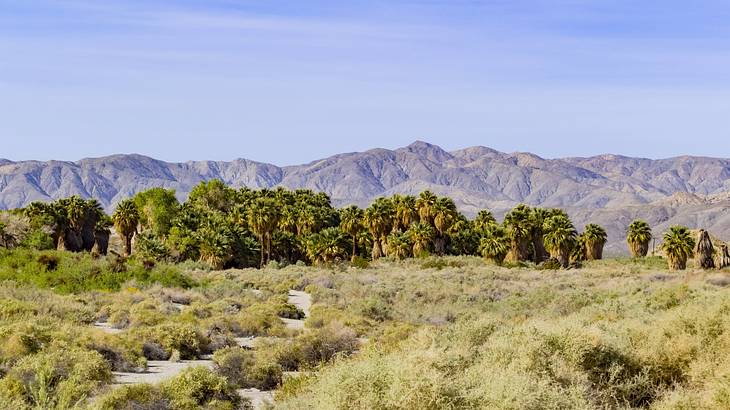 One of the landmarks in Palm Springs, California, is the Coachella Valley Preserve