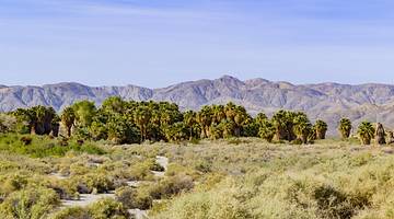 One of the landmarks in Palm Springs, California, is the Coachella Valley Preserve