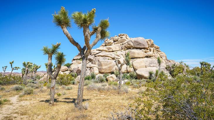 Joshua Trees on the grass next to rocks and bushes