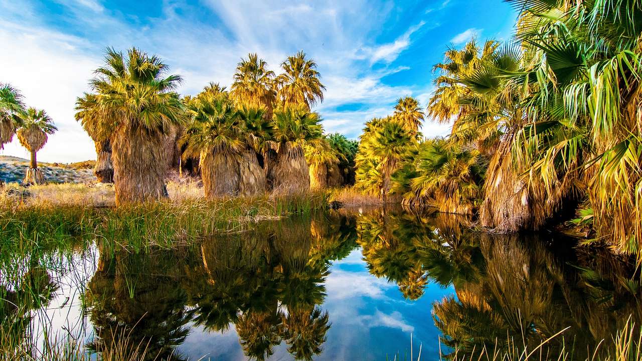 A small body of water surrounded by palm trees that reflect in the water