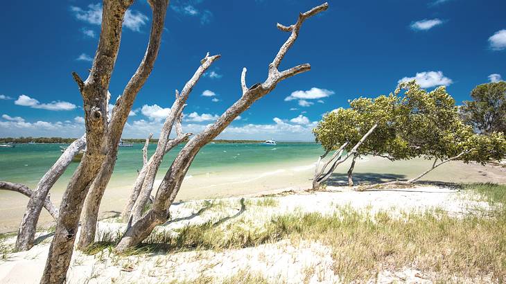 White sand, tree trunks and grass on Bribie Island with blue water around