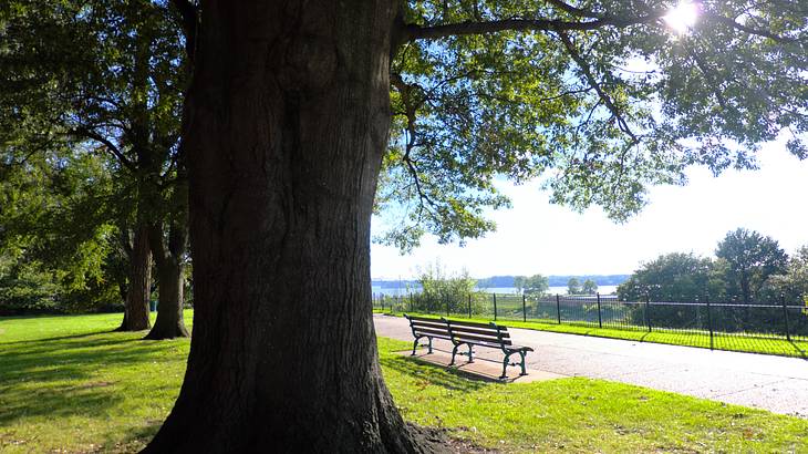 A bench next to a pathway on grassy ground under a tree facing a body of water