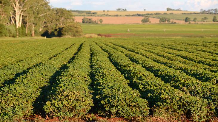 Many lines of peanut crops being grown in soil