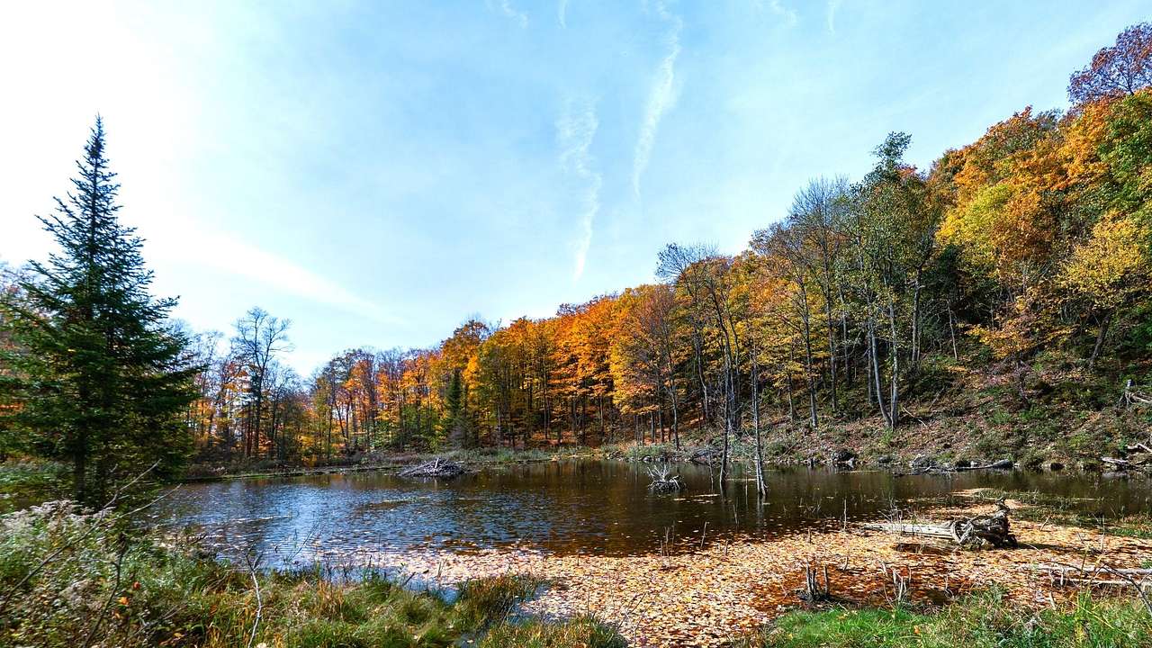 A lake surrounded by vegetation against autumn trees under a partly cloudy sky