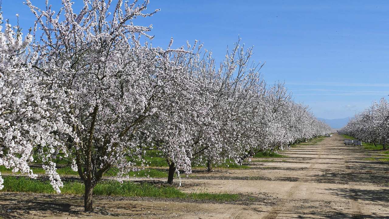 Trees with white blossoms lining a sandy path under a blue sky