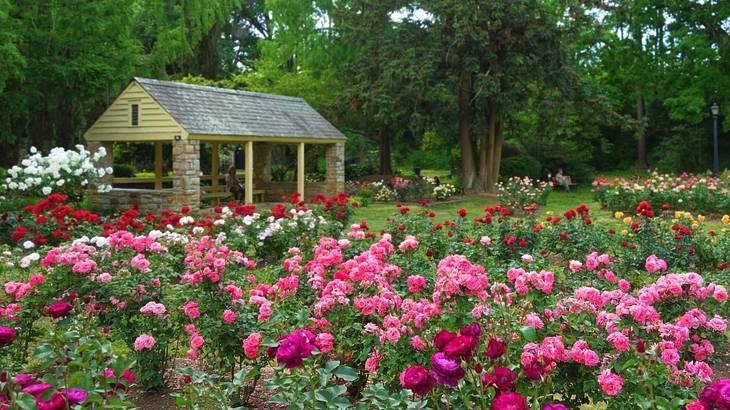 A rose garden with pink, red, and white flowers, and a small hut structure