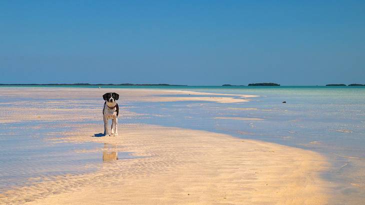 A black and white dog on a beach at low tide under a blue sky