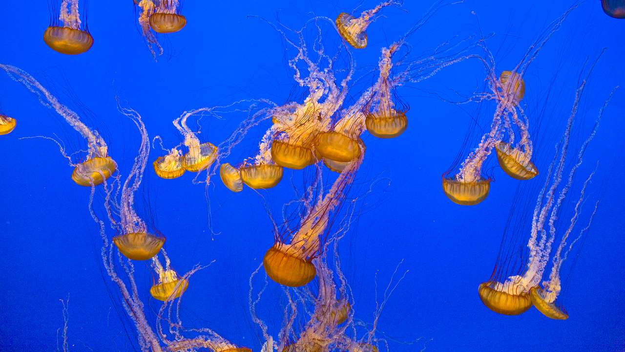 A group of yellow-orange jellyfish swimming downwards with a blue background
