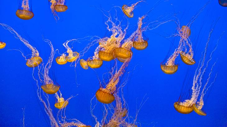 A group of yellow-orange jellyfish swimming downwards with a blue background