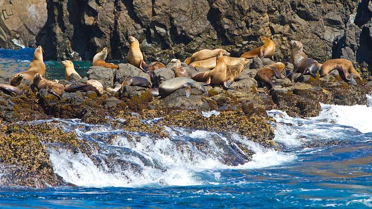 Seals sunning themselves on top of rocks surrounded by the deep blue ocean