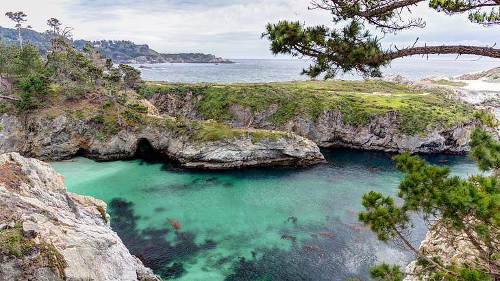 A cove surrounded by rocky cliffs and trees with marine animals swimming in the water