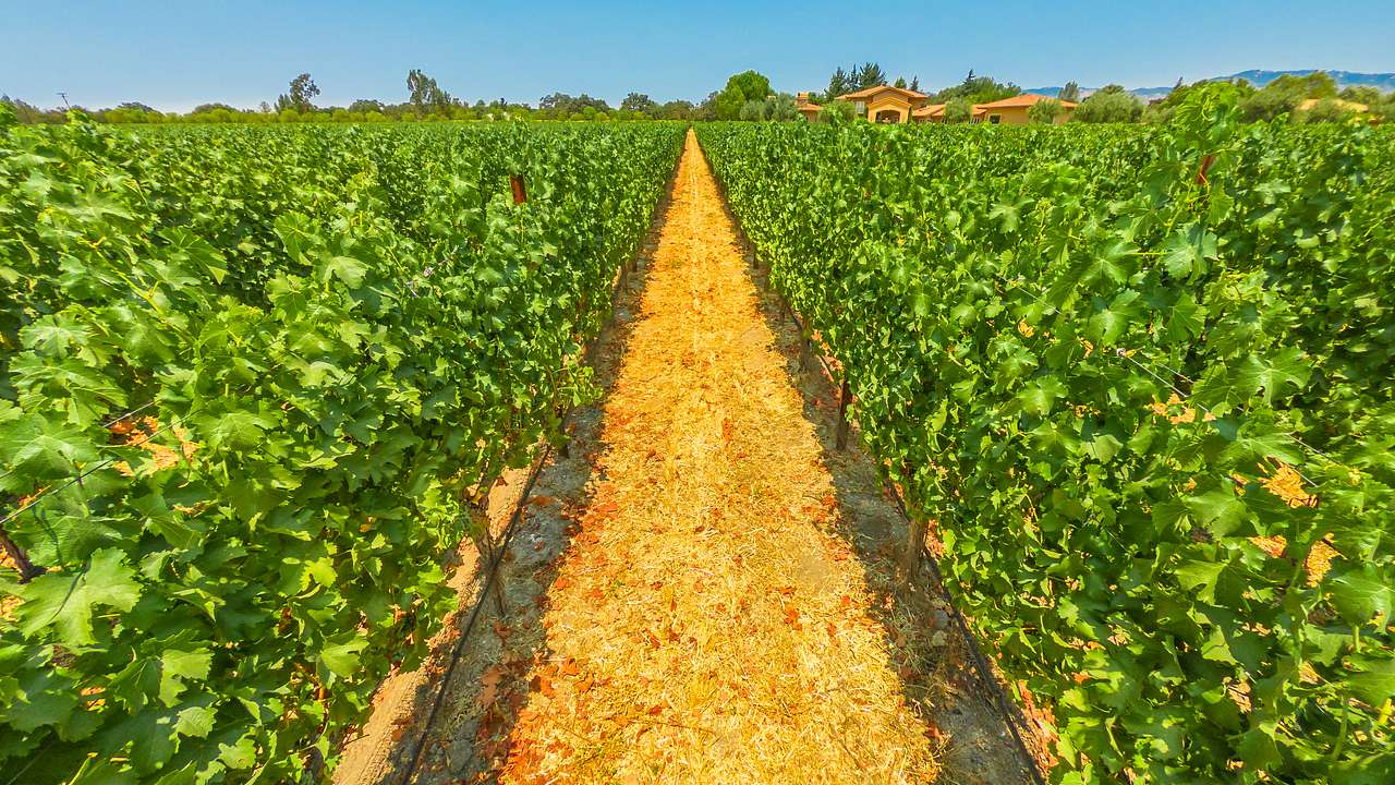 Rows of grape vines with a long dirt path in the middle underneath a clear blue sky