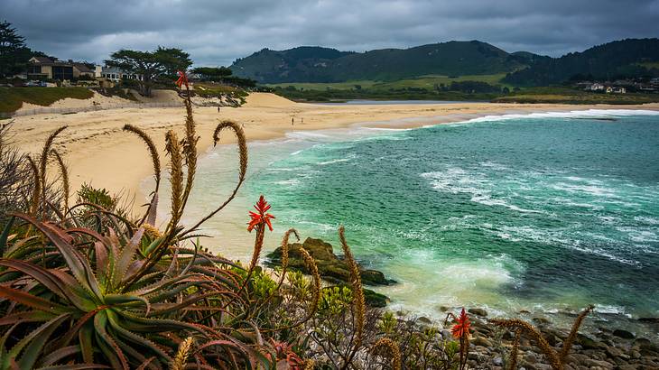 A beach with greenery under a cloudy sky