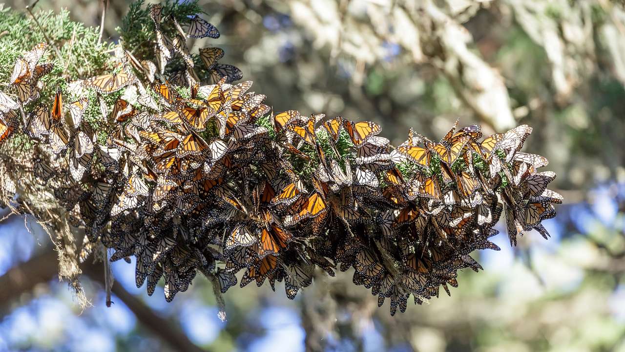 A cluster of monarch butterflies on a branch