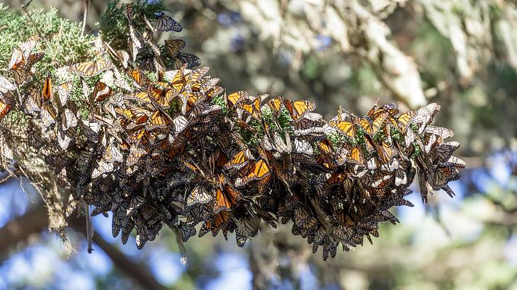 A cluster of monarch butterflies on a branch