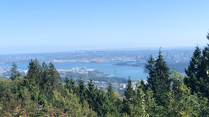 Trees overlooking an urban landscape below with a harbor and a bridge