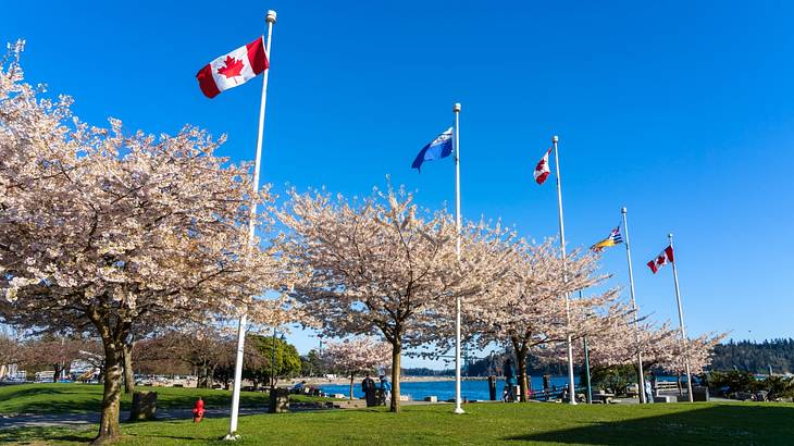 A park with cherry blossom trees, several flags, people, and a view of the water
