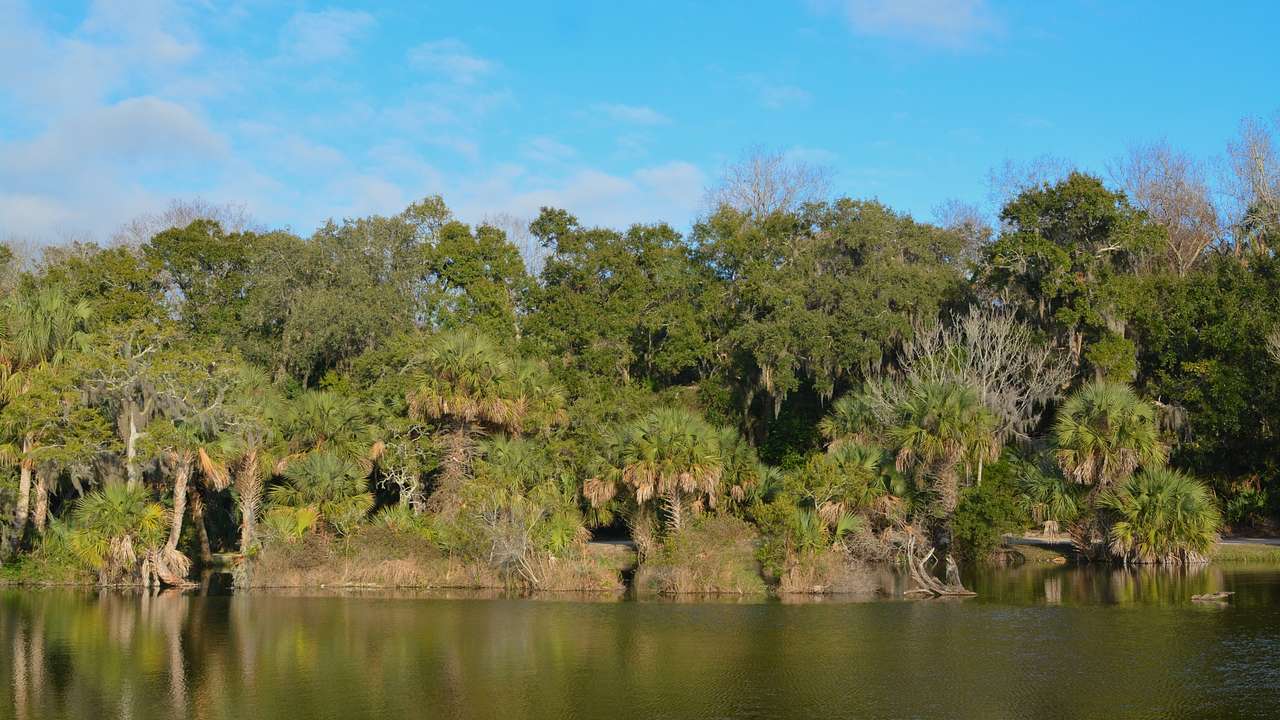 A green pond next to trees under a blue sky