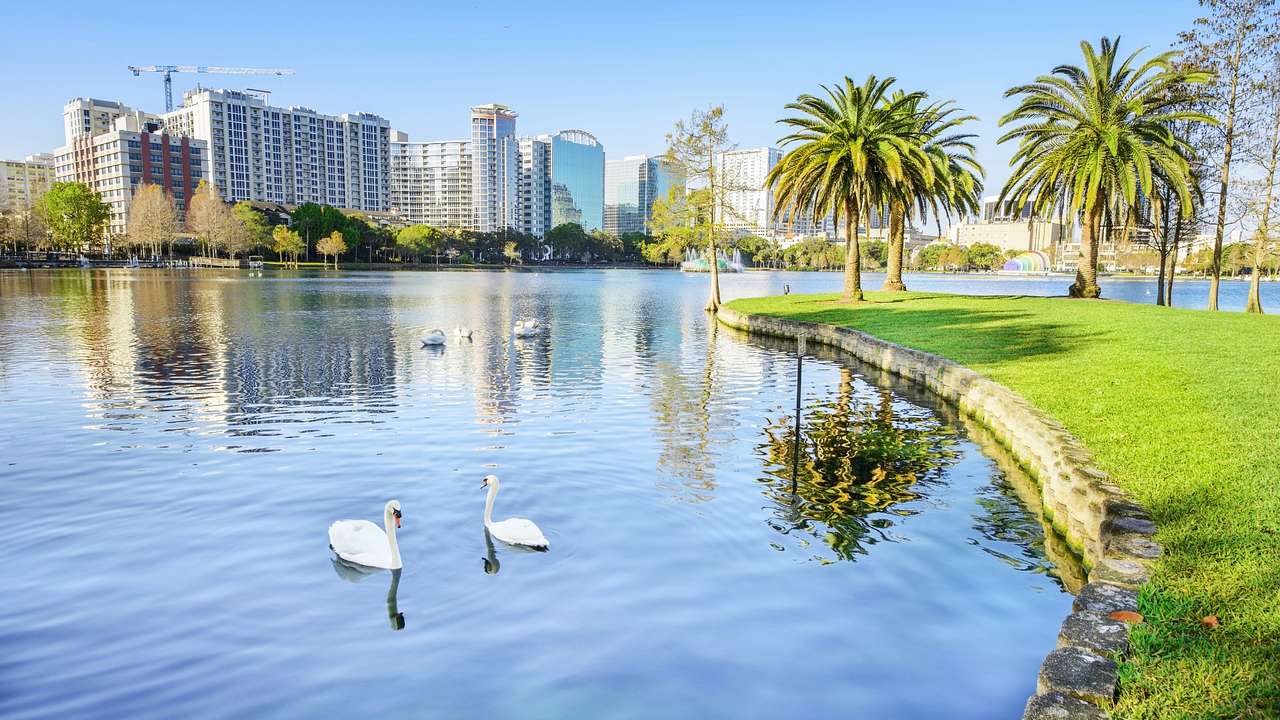 A pond with swans on the water next to the grass, palm trees, and tall buildings