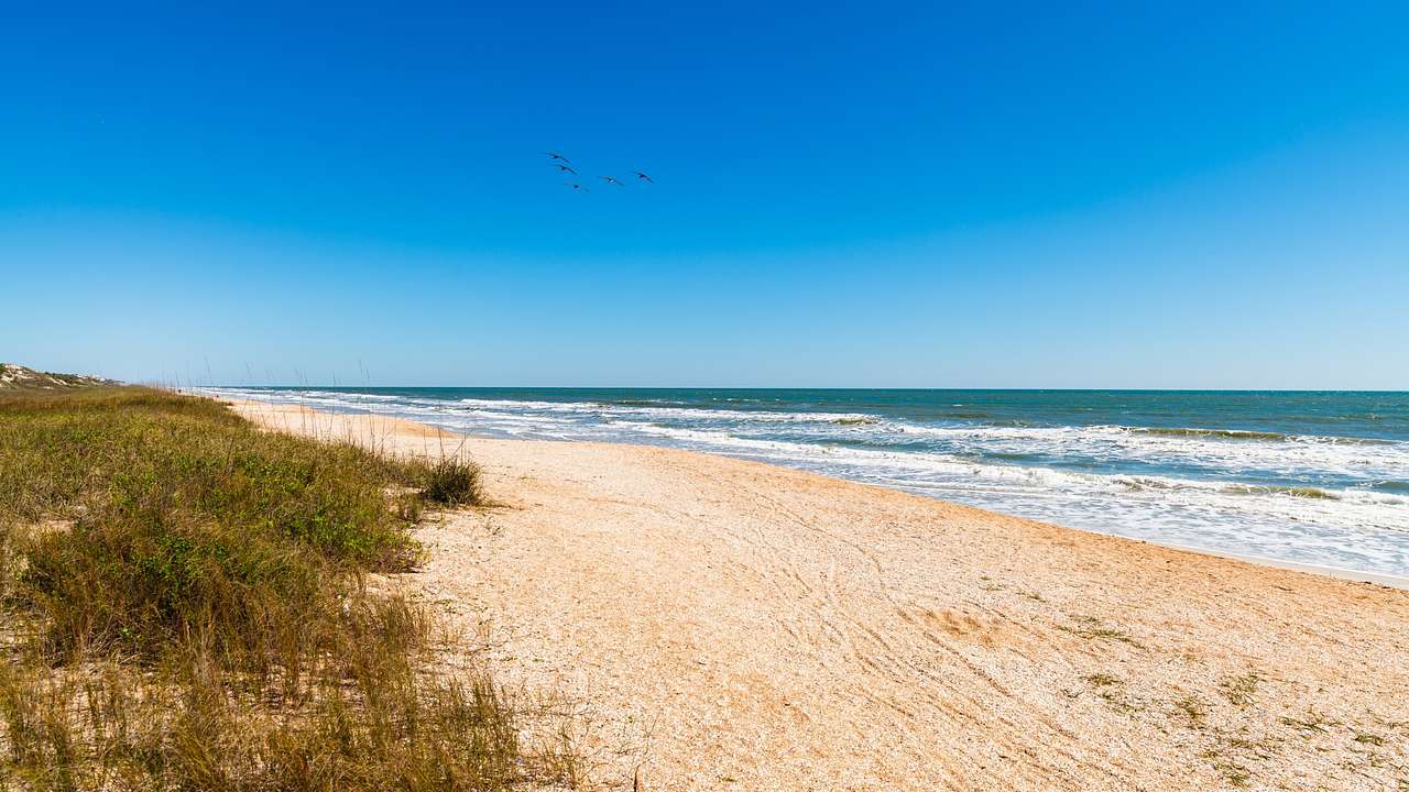A sandy beach next to the ocean and green grass under a blue sky