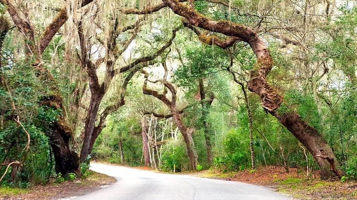 A road between arching live oak trees and vegetation