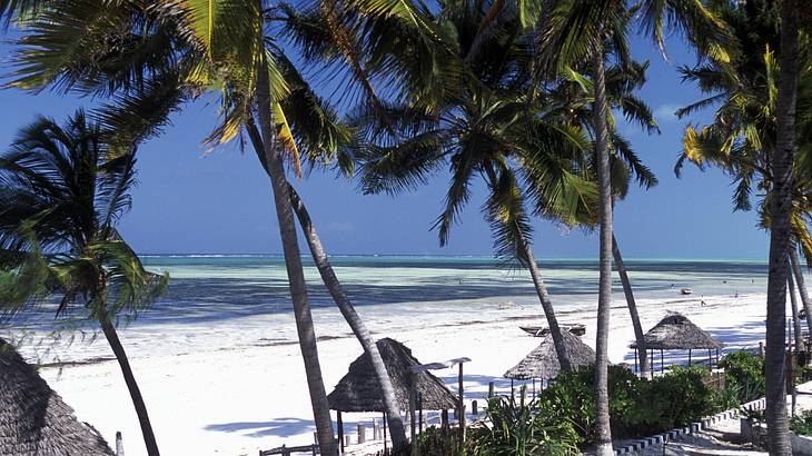 Palm trees and beach huts along the white sand of Bwejuu Beach in Zanzibar, Tanzania