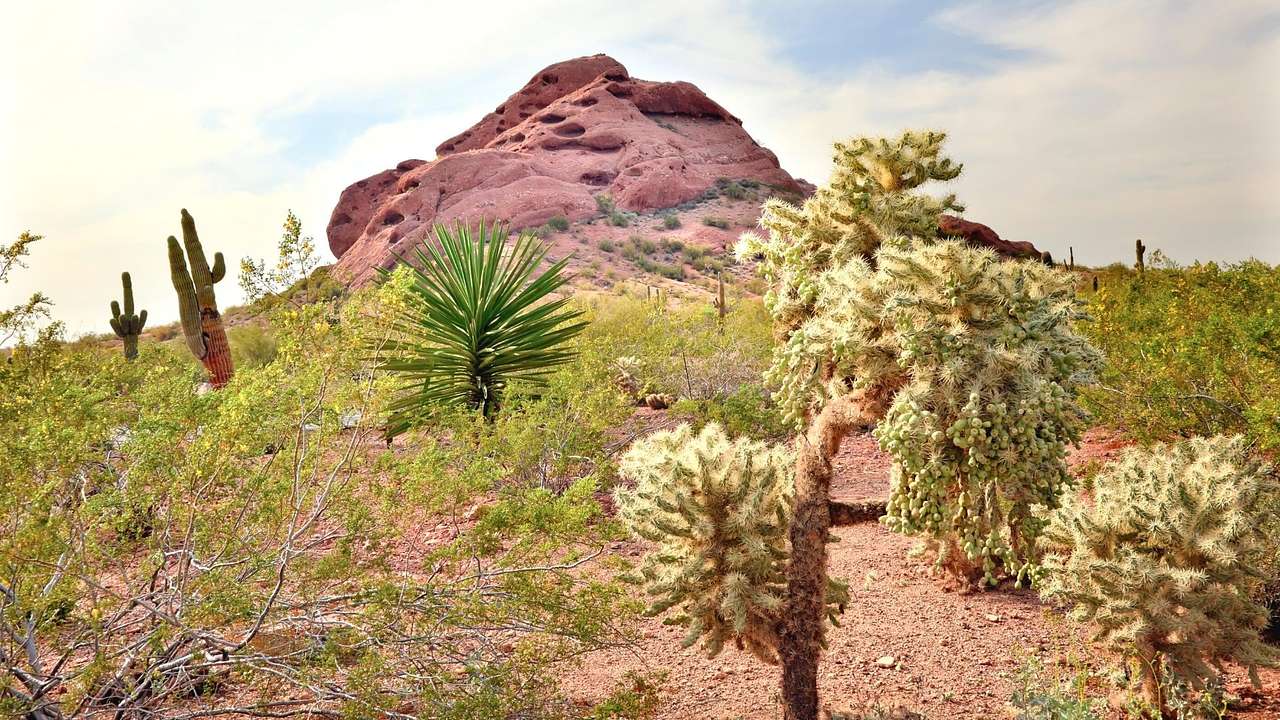 Desert plants next to a small hill under a cloudy sky
