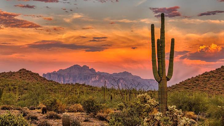 A desert landscape with a cactus and mountains at sunset