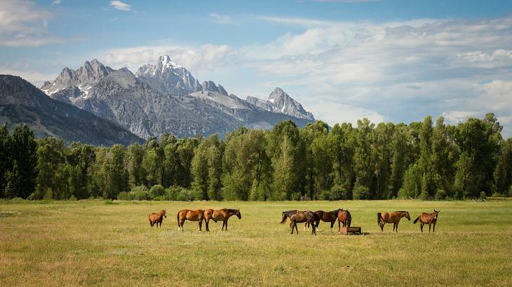 Horses in a field with mountains and trees in background