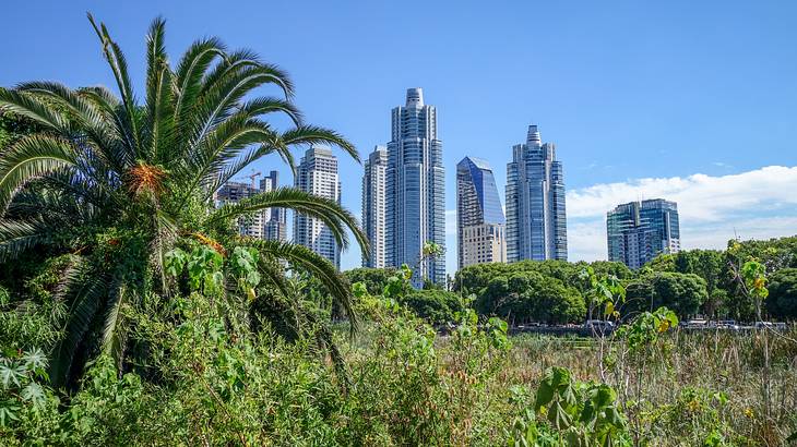 A grove with a palm tree with the city skyline in the background