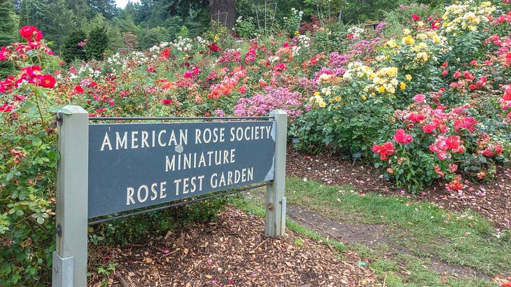 A signboard saying "American Rose Society Miniature Rose Test Garden" against flowers