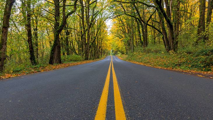 Tall green trees on both sides of a road with 2 yellow lane markings