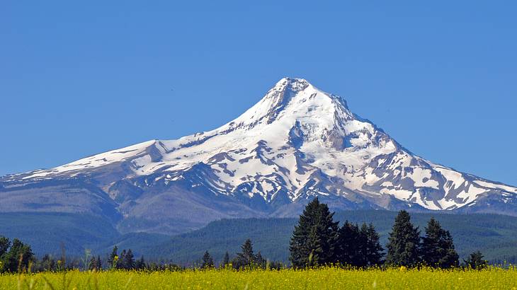 Grassy field and pine trees at the foot of a snow-covered mountain on a clear day