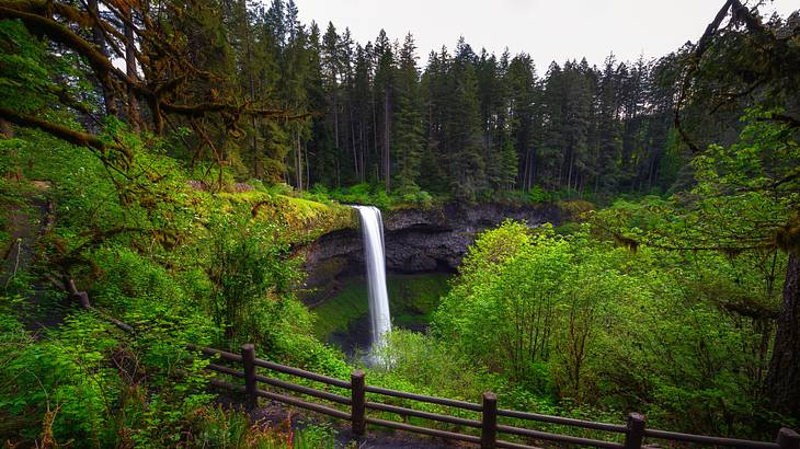 A waterfall emptying into a pool below in the middle of a lush green forest