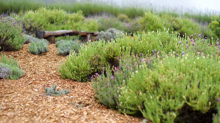 Several blooming lavender plants in a garden with a wooden bench at the back