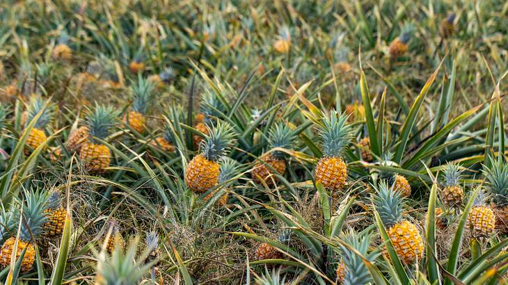 A large field of pineapples that look ready for picking
