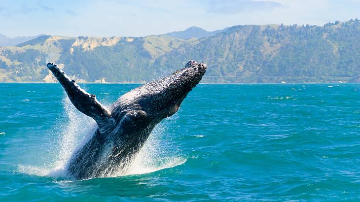A humpback whale jumping out of the ocean with a mountain range in the far distance