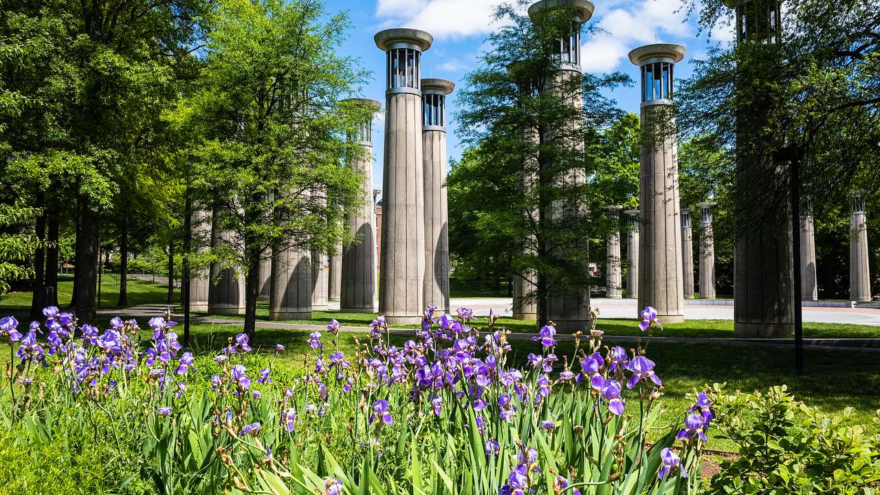 Purple flowers in a field with trees and tall columns in the background
