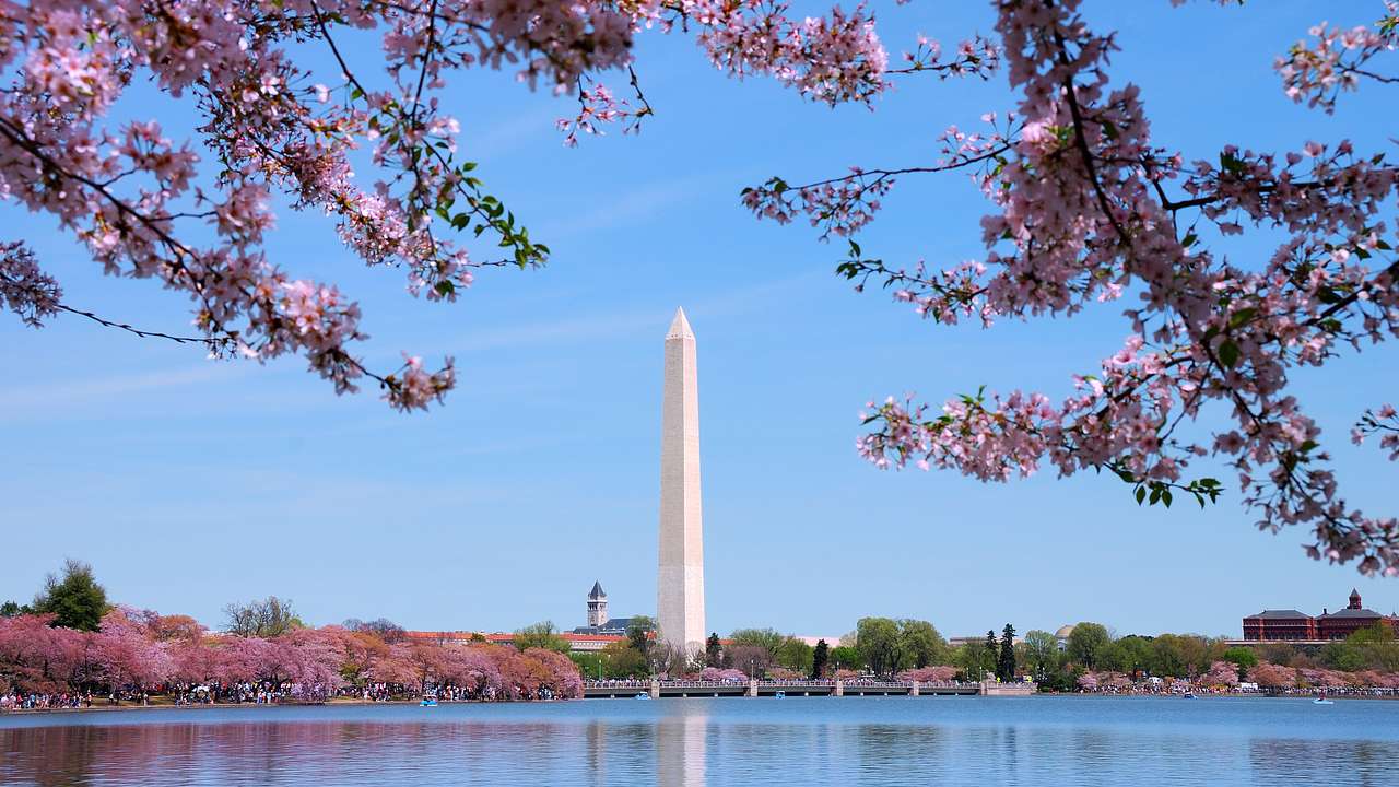 Cherry blossom trees and a huge white obelisk across a body of water on a nice day