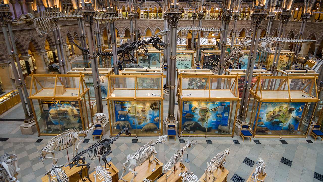 Make sure to include the Pitt Rivers Museum in your Oxford day trip