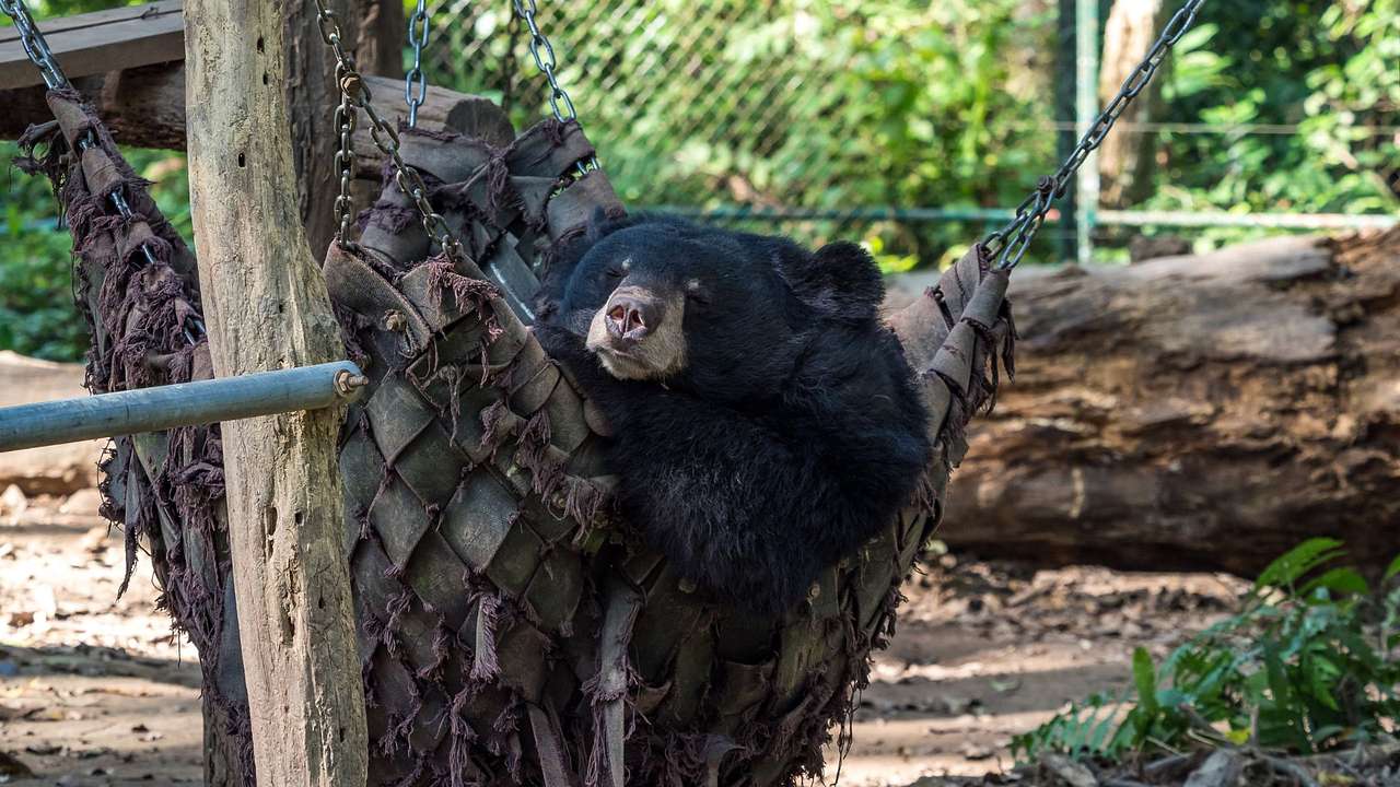 A black bear asleep in a hammock inside a wired pen